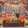 フォトスポットが新しくなりました（10月）