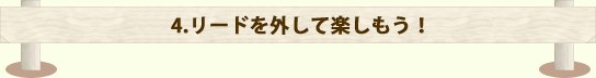 リードを外して楽しもう！