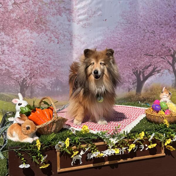 2026年4月フォトスポット