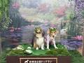 フォトスポットが新しくなりました（6月）