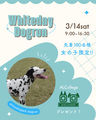 ホワイトデーイベントのお知らせ（3月14日）